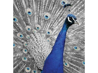 СЛИКА КАНВАС 50Х50