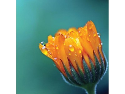 СЛИКА КАНВАС 50Х50